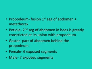 • Propodeum- fusion 1st seg of abdomen +
metathorax
• Petiole- 2nd seg of abdomen in bees is greatly
constricted at its union with propodeum
• Gaster- part of abdomen behind the
propodeum
• Female- 6 exposed segments
• Male- 7 exposed segments
 