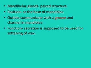 • Mandibular glands- paired structure
• Position- at the base of mandibles
• Outlets communicate with a groove and
channel in mandibles
• Function- secretion is supposed to be used for
softening of wax.
 