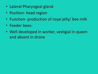 • Lateral Pharyngeal gland-
• Position- head region
• Function- production of royal jelly/ bee milk
• Feeder bees-
• Well developed in worker, vestigial in queen
and absent in drone
 
