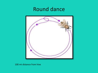Round dance
100 mt distance from hive
 
