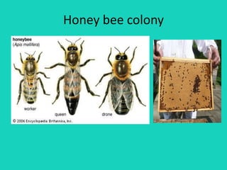 Honey bee colony
 