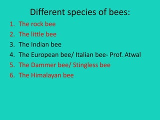 Different species of bees:
1. The rock bee
2. The little bee
3. The Indian bee
4. The European bee/ Italian bee- Prof. Atwal
5. The Dammer bee/ Stingless bee
6. The Himalayan bee
 