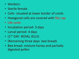• Workers:
• Sterile female
• Cells- situated at lower border of comb
• Hexagonal cells are covered with flat cap
• Life cycle
• Incubation period- 3 days
• Larval period- 4 days
• (1ST DAY- ROYAL JELLY)
• (Remaining three days- bee bread)
• Bee bread- mixture honey and partially
digested pollen
 