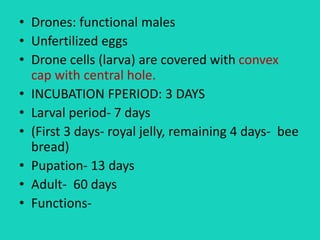• Drones: functional males
• Unfertilized eggs
• Drone cells (larva) are covered with convex
cap with central hole.
• INCUBATION FPERIOD: 3 DAYS
• Larval period- 7 days
• (First 3 days- royal jelly, remaining 4 days- bee
bread)
• Pupation- 13 days
• Adult- 60 days
• Functions-
 