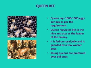 QUEEN BEE
• Queen lays 1000-1500 eggs
per day as per the
requirement.
• Queen regulates life in the
hive and acts as the leader
of the colony.
• It is fed on royal jelly and is
guarded by a few worker
bees.
• Young queens are preferred
over old ones.
 