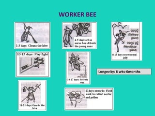WORKER BEE
Longevity: 6 wks-6months
 