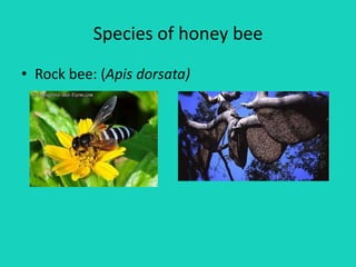 Species of honey bee
• Rock bee: (Apis dorsata)
 