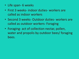 • Life span- 6 weeks
• First 3 weeks- indoor duties- workers are
called as indoor workers
• Second 3 weeks- Outdoor duties- workers are
called as outdoor workers- Foraging
• Foraging- act of collection nectar, pollen,
water and propolis by outdoor bees/ foraging
bees.
 