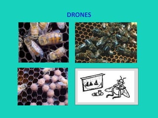 DRONES
 