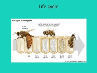 Life cycle
 