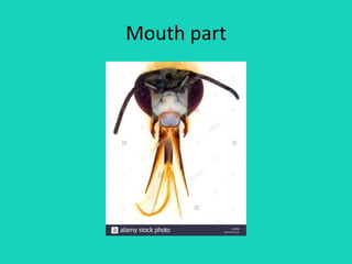 Mouth part
 