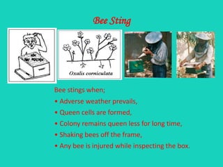 Bee Sting
Bee stings when;
• Adverse weather prevails,
• Queen cells are formed,
• Colony remains queen less for long time,
• Shaking bees off the frame,
• Any bee is injured while inspecting the box.
 