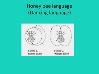 Honey bee language
(Dancing language)
 