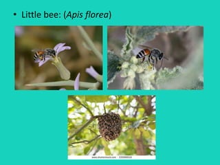 • Little bee: (Apis florea)
 