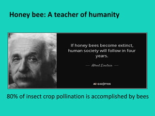 Honey bee: A teacher of humanity
80% of insect crop pollination is accomplished by bees
 