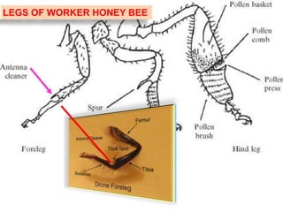LEGS OF WORKER HONEY BEE
 