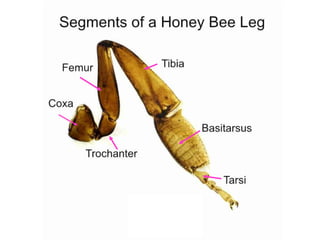 Pollen bvvvvvvv
Bbbbbbbbbbbb
Bbbbbbbbbbbbb
bbbbbbbbbbbbb
 