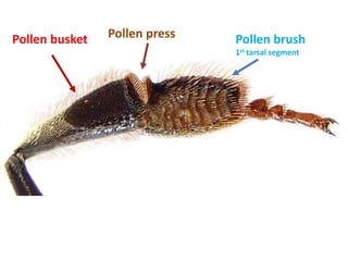 Pollen busket Pollen press Pollen brush
1st tarsal segment
 