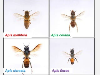 Apis mellifera Apis cerana,
Apis dorsata, Apis florae
 