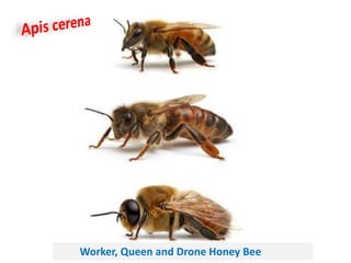 Worker, Queen and Drone Honey Bee
 