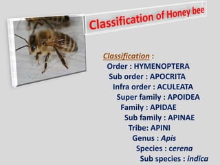 Classification :
Order : HYMENOPTERA
Sub order : APOCRITA
Infra order : ACULEATA
Super family : APOIDEA
Family : APIDAE
Sub family : APINAE
Tribe: APINI
Genus : Apis
Species : cerena
Sub species : indica
 