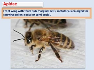 Apidae
Front wing with three sub-marginal cells; metatarsus enlarged for
carrying pollen; social or semi-social.
 