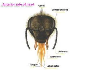 Anterior side of head
 