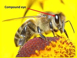 Compound eye
 