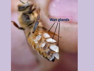 Wax glands
 