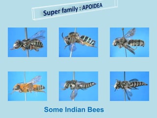 Some Indian Bees
 