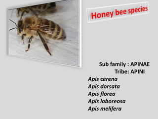Sub family : APINAE
Tribe: APINI
Apis cerena
Apis dorsata
Apis florea
Apis laboreosa
Apis melifera
 