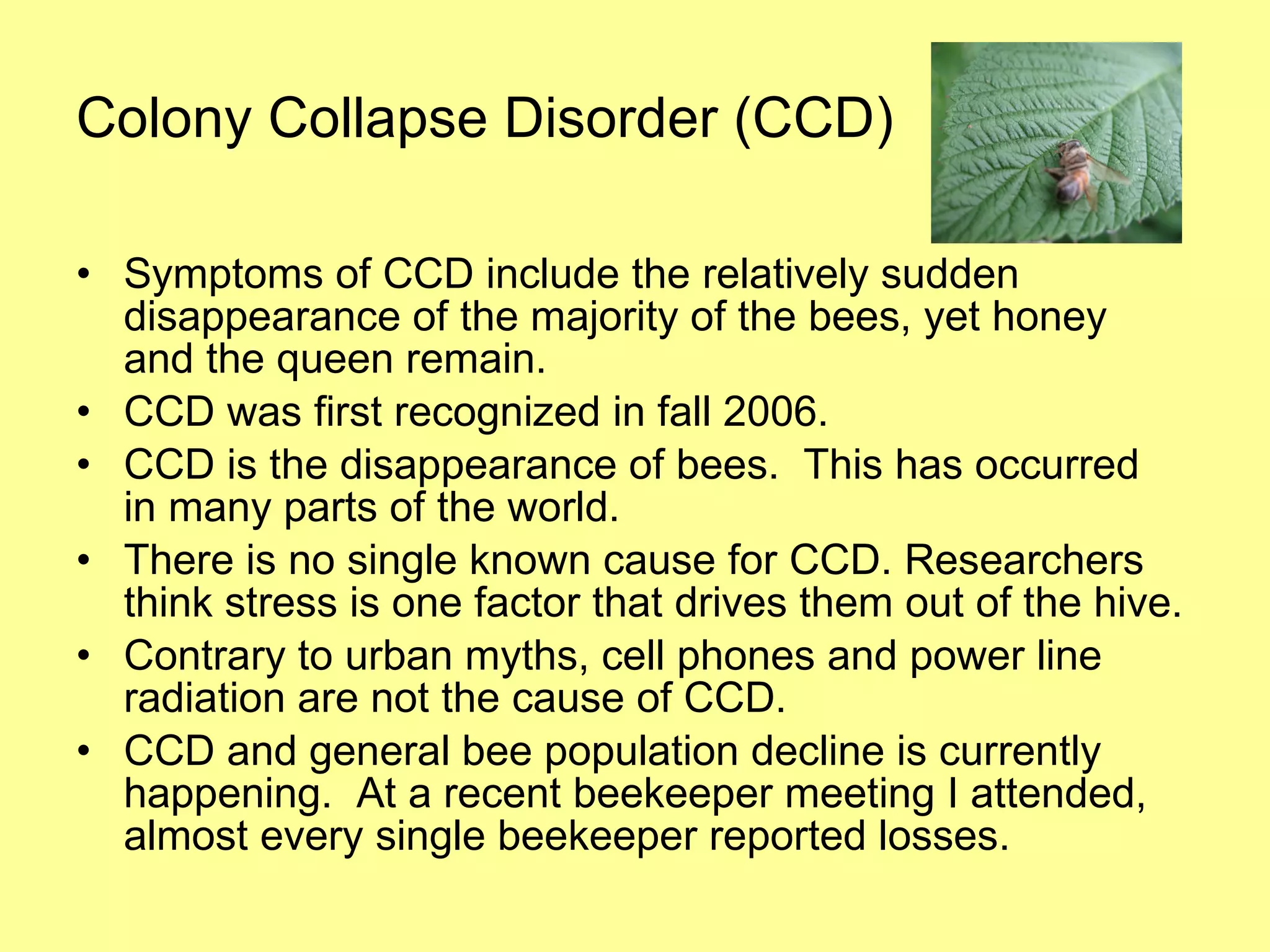 Colony Collapse Disorder (CCD) Symptoms of CCD include the relatively sudden disappearance of the majority of the bees, yet honey and the queen remain. CCD was first recognized in fall 2006. CCD is the disappearance of bees.  This has occurred in many parts of the world.  There is no single known cause for CCD. Researchers think stress is one factor that drives them out of the hive. Contrary to urban myths, cell phones and power line radiation are not the cause of CCD. CCD and general bee population decline is currently happening.  At a recent beekeeper meeting I attended, almost every single beekeeper reported losses.  