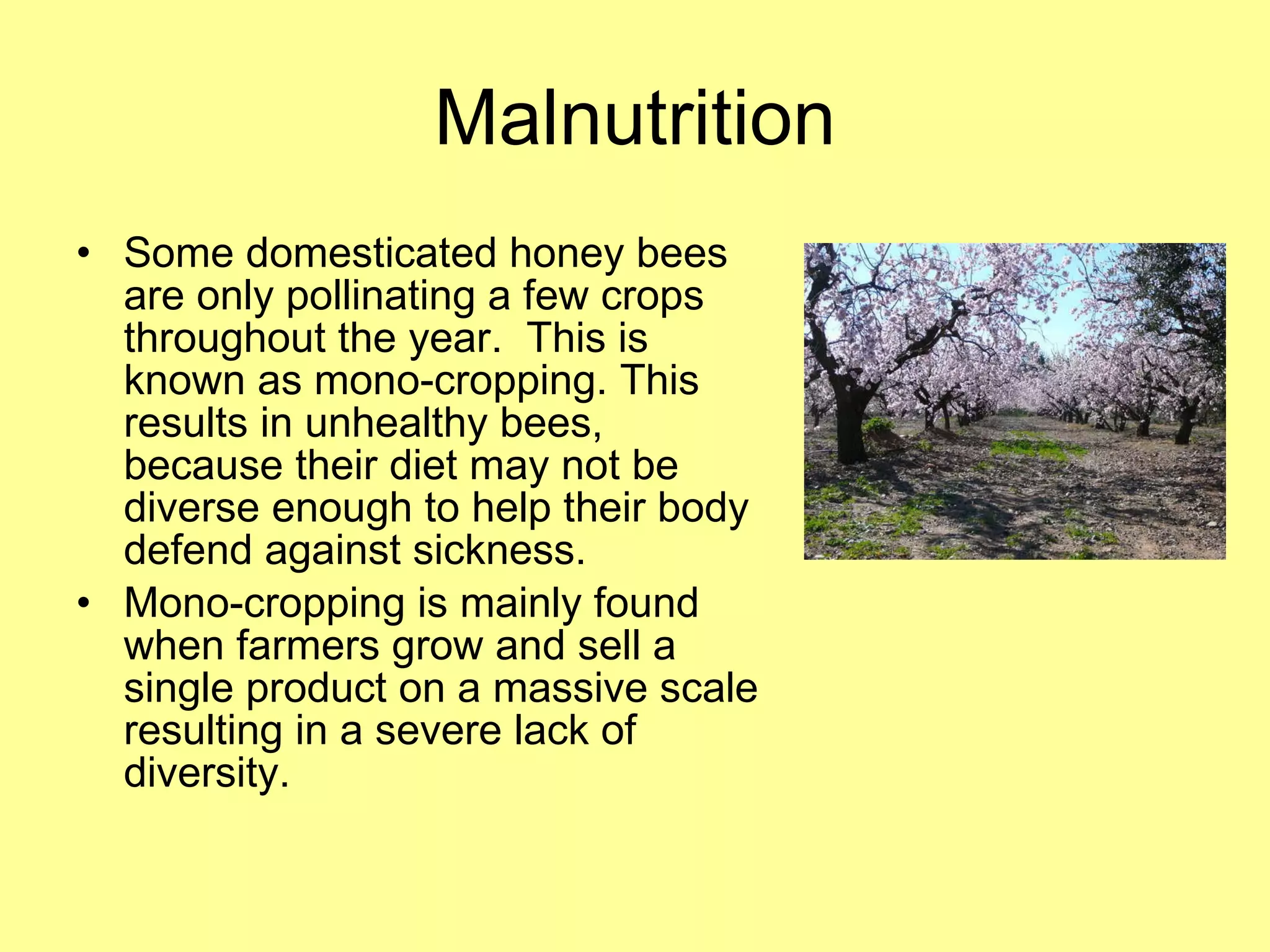 Malnutrition Some domesticated honey bees are only pollinating a few crops throughout the year.  This is known as mono-cropping. This results in unhealthy bees, because their diet may not be diverse enough to help their body defend against sickness. Mono-cropping is mainly found when farmers grow and sell a single product on a massive scale resulting in a severe lack of diversity. 