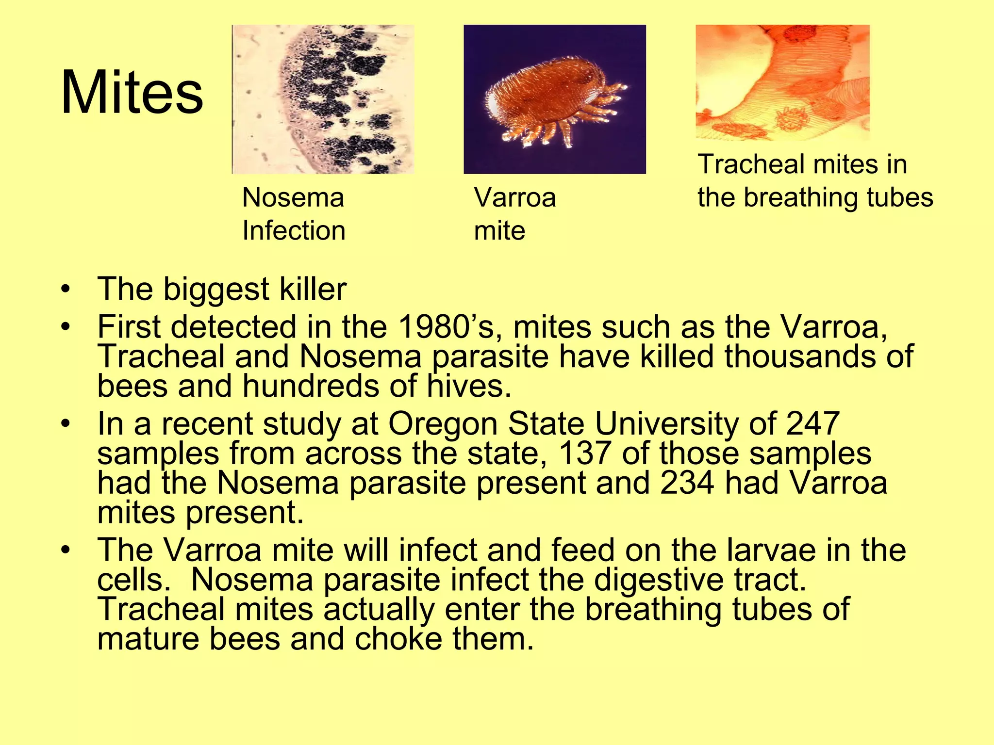 Mites The biggest killer First detected in the 1980’s, mites such as the Varroa, Tracheal and Nosema parasite have killed thousands of bees and hundreds of hives. In a recent study at Oregon State University of 247 samples from across the state, 137 of those samples had the Nosema parasite present and 234 had Varroa mites present. The Varroa mite will infect and feed on the larvae in the cells.  Nosema parasite infect the digestive tract. Tracheal mites actually enter the breathing tubes of mature bees and choke them. Nosema Infection Varroa mite Tracheal mites in the breathing tubes 