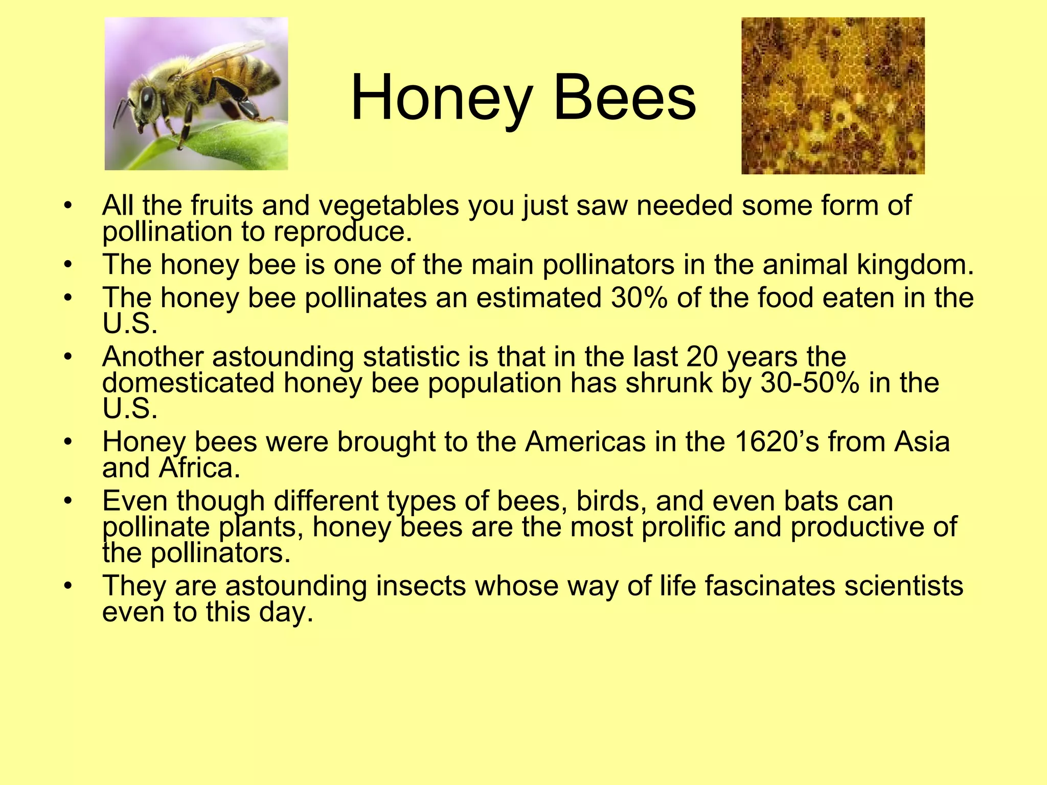 Honey Bees All the fruits and vegetables you just saw needed some form of pollination to reproduce. The honey bee is one of the main pollinators in the animal kingdom. The honey bee pollinates an estimated 30% of the food eaten in the U.S.  Another astounding statistic is that in the last 20 years the domesticated honey bee population has shrunk by 30-50% in the U.S. Honey bees were brought to the Americas in the 1620’s from Asia and Africa. Even though different types of bees, birds, and even bats can pollinate plants, honey bees are the most prolific and productive of the pollinators. They are astounding insects whose way of life fascinates scientists even to this day. 