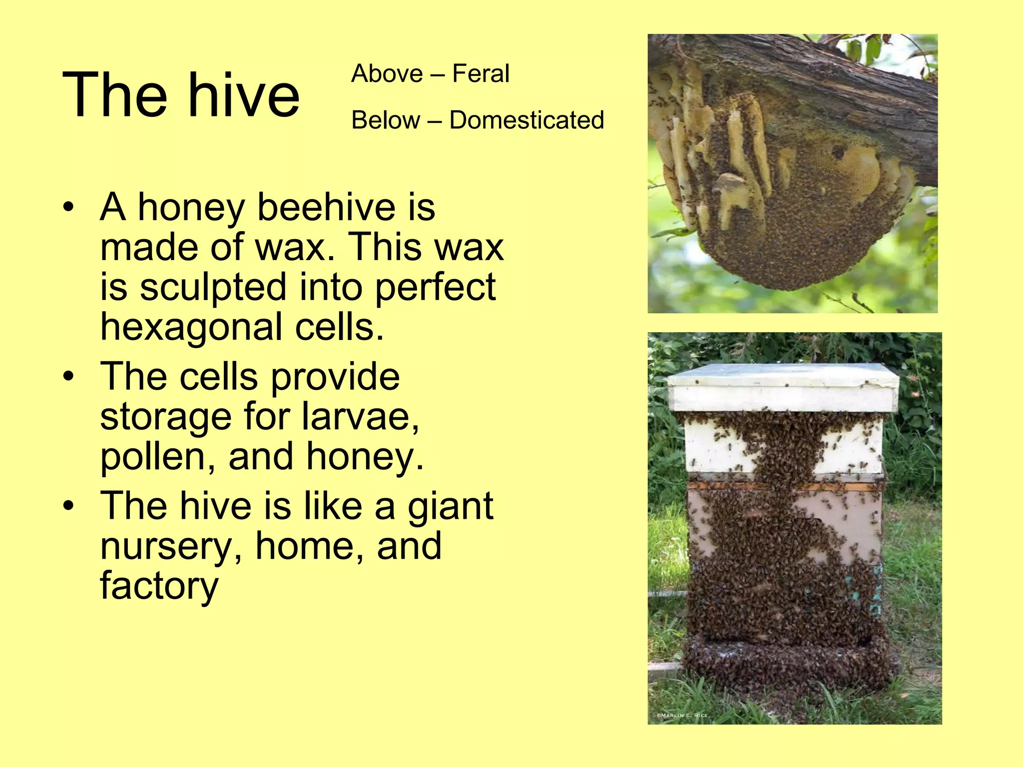 The hive A honey beehive is made of wax. This wax is sculpted into perfect hexagonal cells.  The cells provide storage for larvae, pollen, and honey.  The hive is like a giant nursery, home, and factory  Above – Feral Below – Domesticated  