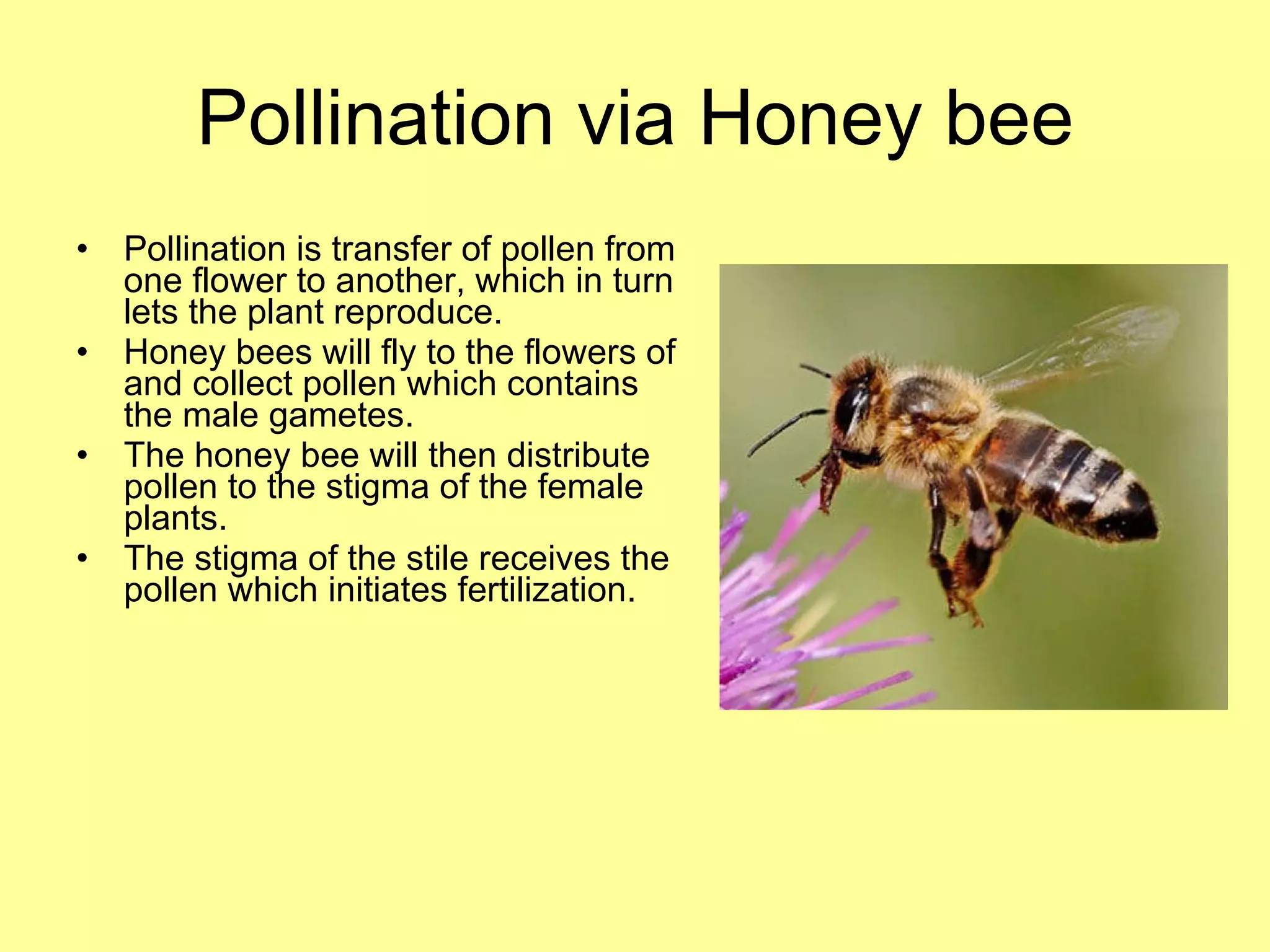Pollination via Honey bee Pollination is transfer of pollen from one flower to another, which in turn lets the plant reproduce. Honey bees will fly to the flowers of and collect pollen which contains the male gametes. The honey bee will then distribute pollen to the stigma of the female plants. The stigma of the stile receives the pollen which initiates fertilization. 