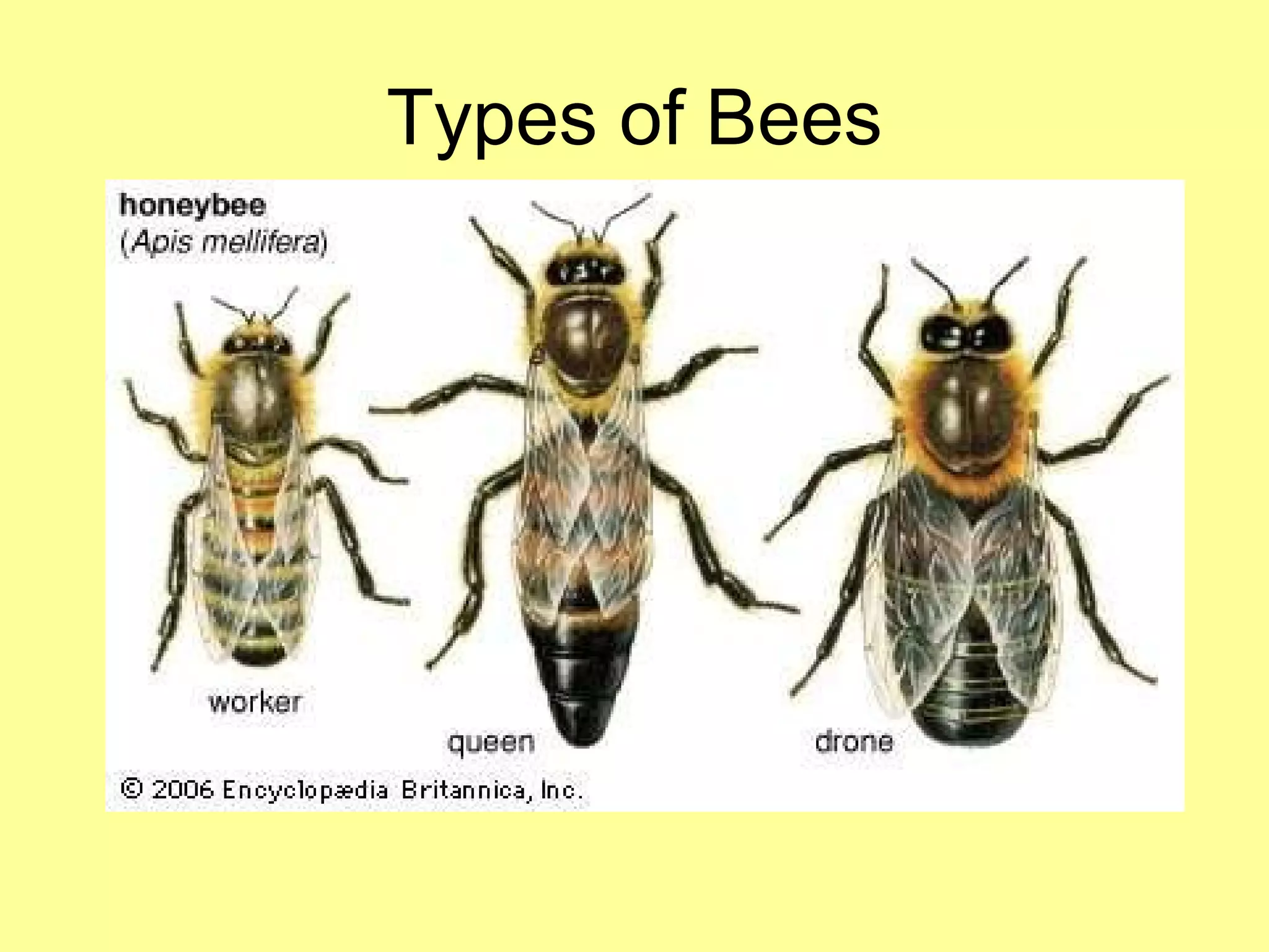 Types of Bees 