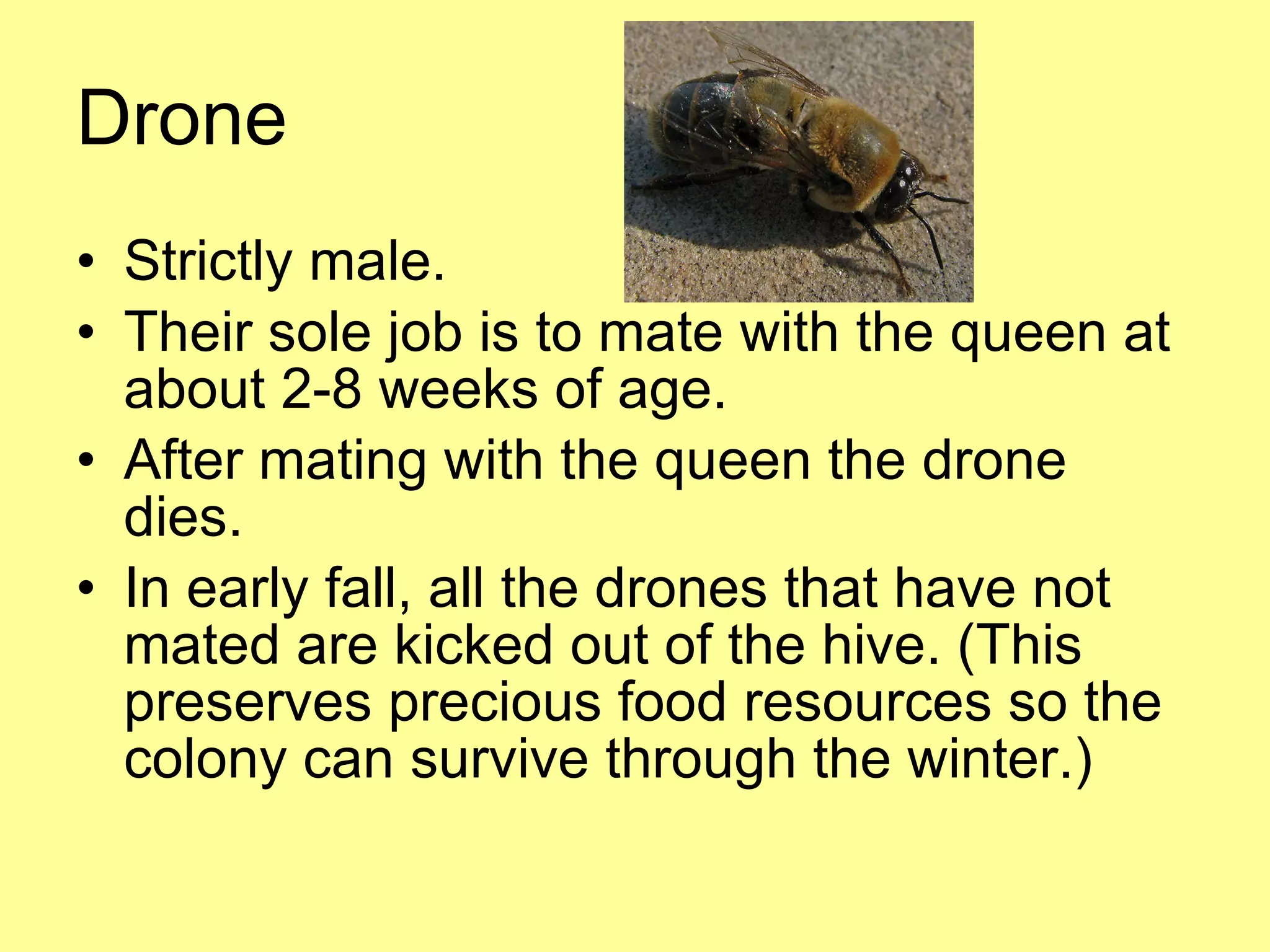 Drone Strictly male. Their sole job is to mate with the queen at about 2-8 weeks of age. After mating with the queen the drone dies. In early fall, all the drones that have not mated are kicked out of the hive. (This preserves precious food resources so the colony can survive through the winter.) 