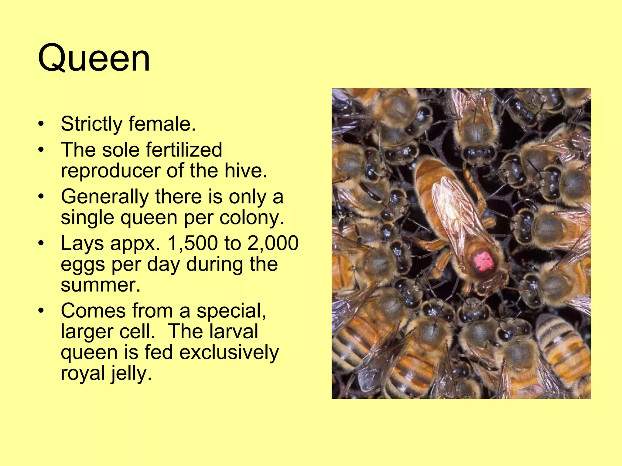 Queen Strictly female. The sole fertilized reproducer of the hive. Generally there is only a single queen per colony. Lays appx. 1,500 to 2,000 eggs per day during the summer. Comes from a special, larger cell.  The larval queen is fed exclusively royal jelly. 