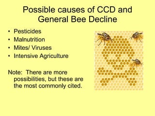 Possible causes of CCD and General Bee Decline Pesticides  Malnutrition Mites/ Viruses Intensive Agriculture Note:  There are more possibilities, but these are the most commonly cited. 