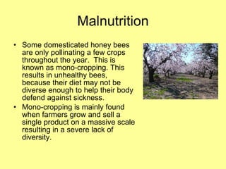 Malnutrition Some domesticated honey bees are only pollinating a few crops throughout the year.  This is known as mono-cropping. This results in unhealthy bees, because their diet may not be diverse enough to help their body defend against sickness. Mono-cropping is mainly found when farmers grow and sell a single product on a massive scale resulting in a severe lack of diversity. 