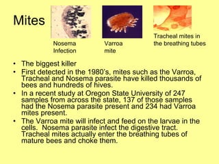 Mites The biggest killer First detected in the 1980’s, mites such as the Varroa, Tracheal and Nosema parasite have killed thousands of bees and hundreds of hives. In a recent study at Oregon State University of 247 samples from across the state, 137 of those samples had the Nosema parasite present and 234 had Varroa mites present. The Varroa mite will infect and feed on the larvae in the cells.  Nosema parasite infect the digestive tract. Tracheal mites actually enter the breathing tubes of mature bees and choke them. Nosema Infection Varroa mite Tracheal mites in the breathing tubes 