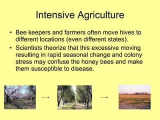 Intensive Agriculture Bee keepers and farmers often move hives to different locations (even different states).  Scientists theorize that this excessive moving resulting in rapid seasonal change and colony stress may confuse the honey bees and make them susceptible to disease.  
