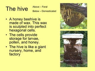 The hive A honey beehive is made of wax. This wax is sculpted into perfect hexagonal cells.  The cells provide storage for larvae, pollen, and honey.  The hive is like a giant nursery, home, and factory  Above – Feral Below – Domesticated  