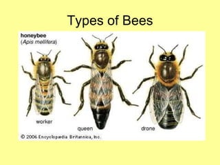 Types of Bees 