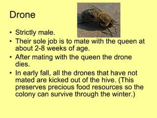 Drone Strictly male. Their sole job is to mate with the queen at about 2-8 weeks of age. After mating with the queen the drone dies. In early fall, all the drones that have not mated are kicked out of the hive. (This preserves precious food resources so the colony can survive through the winter.) 
