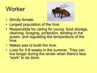 Worker Strictly female. Largest population of the hive. Responsible for caring for young, food storage, cleaning, foraging, protection, tending to the queen, and regulating the temperature of the hive. Makes wax to build the hive. Lives for 5-8 weeks in the summer. They can live longer during the winter when there’s less “work” to be done. 