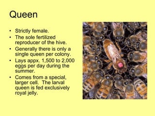 Queen Strictly female. The sole fertilized reproducer of the hive. Generally there is only a single queen per colony. Lays appx. 1,500 to 2,000 eggs per day during the summer. Comes from a special, larger cell.  The larval queen is fed exclusively royal jelly. 