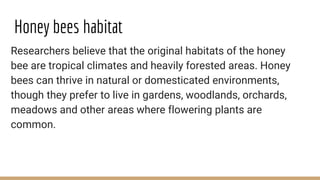 Honey bees habitat
Researchers believe that the original habitats of the honey
bee are tropical climates and heavily forested areas. Honey
bees can thrive in natural or domesticated environments,
though they prefer to live in gardens, woodlands, orchards,
meadows and other areas where flowering plants are
common.
 